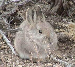 Columbia Basin pygmy rabbit